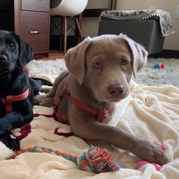 Dilute Retriever Puppies from Longleaf Labradors