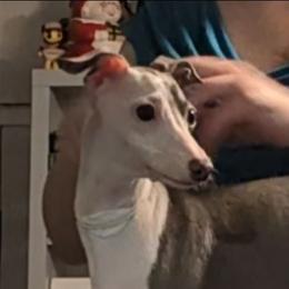 Alaska - Blue female Italian Greyhound puppy in Florida from Ruscelli Italian Greyhounds