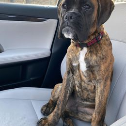 Boxer Puppies from Von Royal Dell'Infinito Deutscher