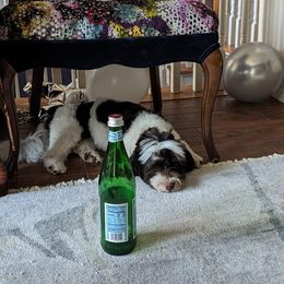 Havanese Puppies from Havanese Puppies of Austin Texas