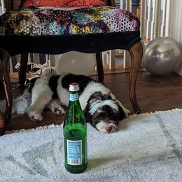 Havanese Puppies from Havanese Puppies of Austin Texas