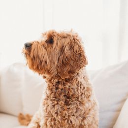 Australian Labradoodles from Honeybee Hills Australian Labradoodles