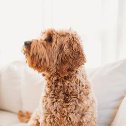 Australian Labradoodles from Honeybee Hills Australian Labradoodles