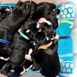 Appenzeller Sennenhund Puppies from HussarRidge