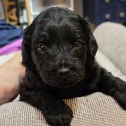 Jet - Black and white male Aussiedoodle puppy in Windom, Texas from Wild Farm Puppies