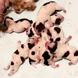 English Springer Spaniel and Shetland Sheepdog Puppies from 2 Hills Springers & Eiryk Shelties