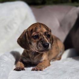 Piper - Brindle female Dachshund puppy in Mcminnville, Tennessee from Red Barn Farms Minis