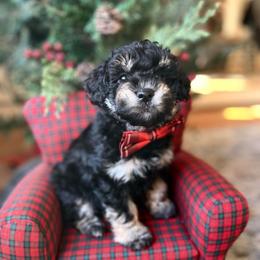 Orange Onyx - Black and white male Schnoodle puppy in Fredericksburg, Virginia from Growing Puppies