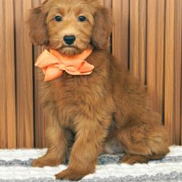 Sonnet - Red  male Goldendoodle puppy in Norcross, Georgia from Teddy Puppies