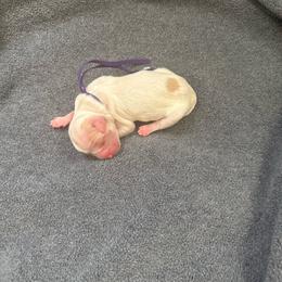 Purple collar - Tri-color female Australian Labradoodle puppy in Fontana, California from Grammy's Puppy Love doodles and poodles