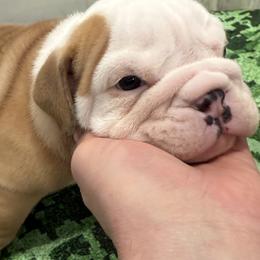 Bulldog Puppies from Bulldog's 4 Brothers