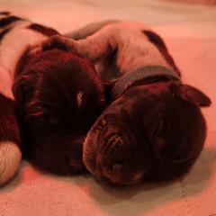 Deutsch-Drahthaar Puppies from vom Cornerstone