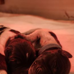 Deutsch-Drahthaar Puppies from vom Cornerstone