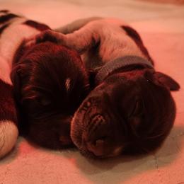 Deutsch-Drahthaar Puppies from vom Cornerstone