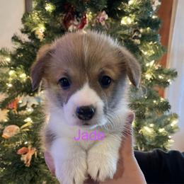 Jade - Red female Pembroke Welsh Corgi puppy in Grenada, California from California Corgi Butts