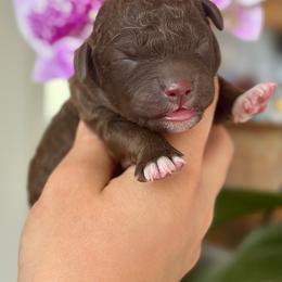Moose - Brown male Lagotto Romagnolo puppy in Barrington, Illinois from Lagotto Illinois