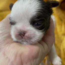 Great Pyrenees and Shih Tzu Puppies from Ashville Shih Tzu Chalet