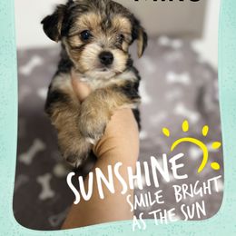 Miko - Black and tan male Yorkshire Terrier puppy in Winter Haven, Florida from Tiny Puppies World