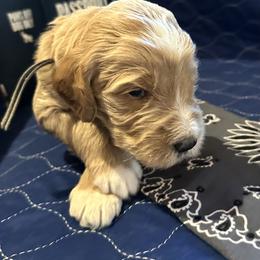 Goldendoodle All Grown Up from Pomegranate Doodles