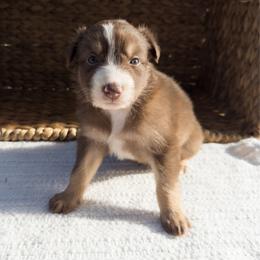 Cove - Red tri-color male Australian Shepherd puppy in Unionville, Iowa from Soap Creek Kennels