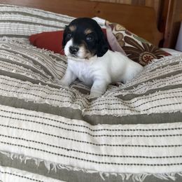 Dachshund Puppies from Weiner Dog Ranch