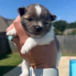 Bluey - Blue parti male Pomeranian puppy in Hernando, Mississippi from The Pom Squad