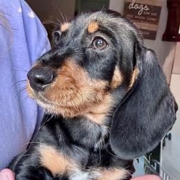 Tommy - Black and tan male Dachshund puppy in Michigan And Florida Locations, Michigan from UP North Dachshunds UPNDLLC