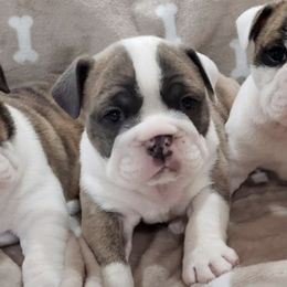 Bulldogs from Jones Boxers & Bulldogs