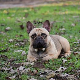 Rougarou - Fawn male French Bulldog puppy in Franklinton, Louisiana from Little Women's Frenchies & Corgis