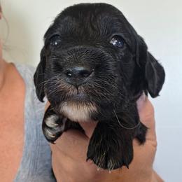 Oreo - Black male Dachshund puppy in El Paso, Texas from Mells Weenies