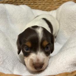 Rachel - Piebald female Dachshund puppy in Sterling, Colorado from Country Chics Doxies