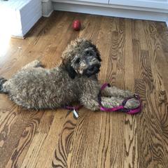 Goldendoodle, Labradoodle, Poodle, and Saint Berdoodle Puppies from Dent’s Doodles