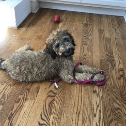 Goldendoodle, Labradoodle, Poodle, and Saint Berdoodle Puppies from Dent’s Doodles