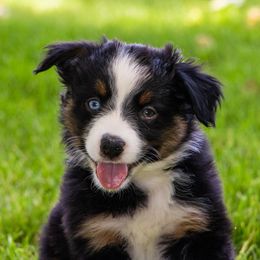 Everglade - Black tri female Miniature Australian Shepherd puppy in Blackfoot, Idaho from Bellewynd Acres