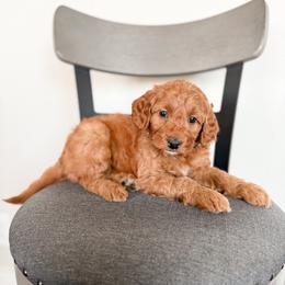 Maple - Red  female Goldendoodle puppy in Billings, Montana from Montana Raised Doodles