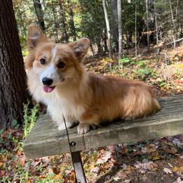 Tater Tot - Pembroke Welsh Corgi