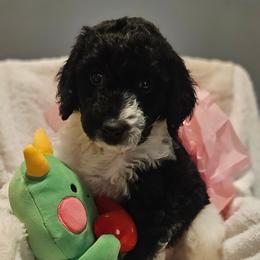 Frankie - Parti male Goldendoodle puppy in Kansas City, Missouri from Poppy's Doodles