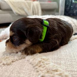 Tasmanian - Liver male Miniature Schnauzer puppy in La Mirada, California from SchnauzersRus
