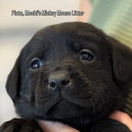 Pluto - Black male Labrador Retriever puppy in Owosso, Michigan from Bennington Retrievers