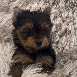 London - Black and tan female Yorkshire Terrier puppy in Moses Lake, Washington from Oasis' Yorkshire Terriers