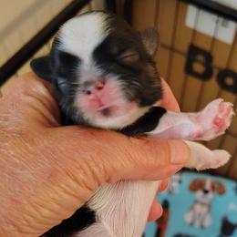 Davey - Red and white male Shih Tzu puppy in Palmyra, New York from Karen's Tzus of Palmyra-Macedon
