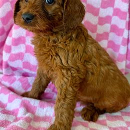 Brown - Red female Irish Doodle puppy in Bloomfield, Iowa from Schooley Doodles