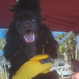 Chinese Cresteds and Poodles from Amari Miniature Poodles and Chinese Cresteds