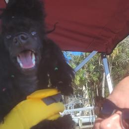 Chinese Cresteds and Poodles from Amari Miniature Poodles and Chinese Cresteds