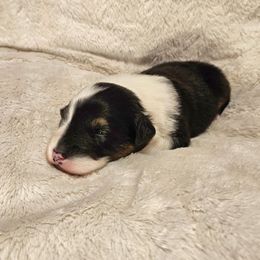 Turkey - Black tri-color male Australian Shepherd puppy in Fort Wayne, Indiana from Grand Ridge Australian Shepherds