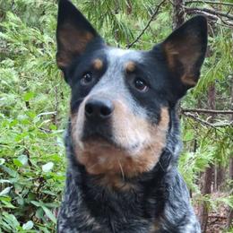Ravioli aka Cali - Australian Cattle Dog
