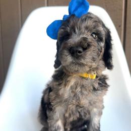 Mai Tai - Merle female Goldendoodle puppy in Mount Pleasant, Tennessee from Doodle My Heart