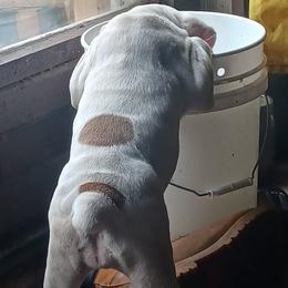 Olde English Bulldogge puppies from Blue Knob OEB's