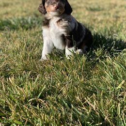 "Brown Tri Merle " Aussiedoodle Puppies from Super Z Aussiedoodles