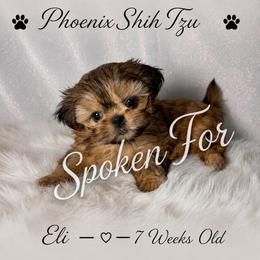 Meatball Now Eli - Gold male Shih Tzu puppy in Hayden, Idaho from Phoenix Shih Tzu